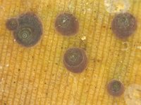 lindingaspis (2)  Colony of Lindingaspis misrae on banana leaf