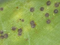 lindingaspis-banana2  Colony of Lindingaspis misrae on banana leaf