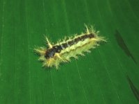 miresa2  Larva of Miresa decedens on banana