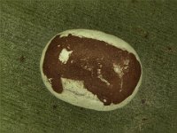 spatulifimbria (1)  Cocoon of Spatulifimbria sp. nr. castaneiceps on banana leaf