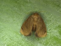 spatulifimbria (2)  Adult of Spatulifimbria sp. nr. castaneiceps on banana leaf