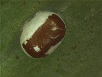 spatulifimbria (5)  Cocoon of Spatulifimbria sp. nr. castaneiceps on banana leaf