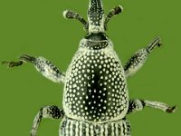 weevil-bihar  Adult of Polytus mellerborgii