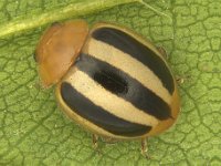 adult  Adult of Brumoides suturalis, an important predator of solenopsis mealybug on banana and other host plants