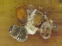 aena-sol-banana  Solenopsis mealybug parasitized by Aenasius arizonensis