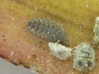 hyperaspis-banana2  Larva of Hyperaspis maindroni feeding on solenopsis mealybug