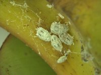 image0236  Solenopsis mealybug on banana