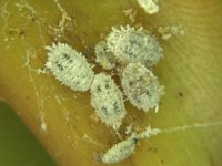 image0237  Solenopsis mealybug on banana