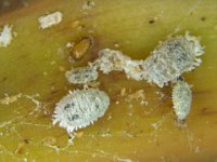 image0239  Solenopsis mealybug on banana