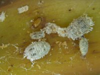 image0240  Solenopsis mealybug on banana