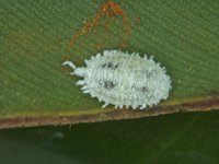 solenopsis-mealybug (1)  Solenopsis mealybug on banana