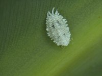 solenopsis-mealybug (2)  Solenopsis mealybug on banana