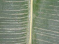 DSC 0450  Under surface of banana leaf showing mite damage symptom