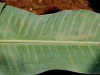 DSC 0473  Under surface of banana leaf showing mite damage symptom