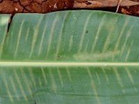 DSC 0480  Under surface of banana leaf showing mite damage symptom