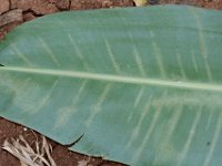 DSC 0483  Under surface of banana leaf showing mite damage symptom