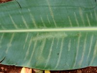 DSC 0489  Under surface of banana leaf showing mite damage symptom