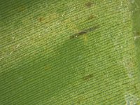 Montage (4)  Mite feeding damage on banana leaf