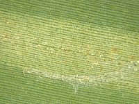 Montage  Mite feeding damage on banana leaf