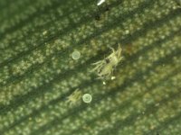 banana-mite  Mites on banana leaf