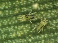 banana-mite2  Mites on banana leaf