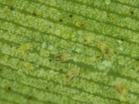 image0026  Mite colony on banana leaf