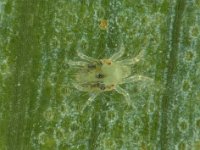 mite-on-banana  Nymph of banana mite