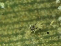 oligonychus  Mites on banana