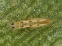 scolothrips (8)