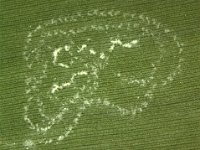 spw  Eggs of spiralling whitefly on banana