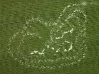 spw1  Eggs of spiralling whitefly on banana leaf