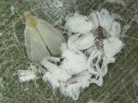 spw3  Spiralling whitefly on banana