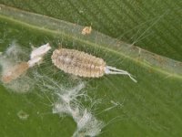 Montage  Ferrisia virgata on leaf