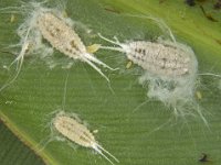 banana-mealybug  Ferrisia virgata on banana leaf