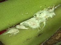 ferr  Ferrisia virgata on banana fruit