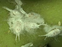 ferrisia-fruit  Ferrisia virgata on banana fruit