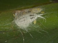 image0236  Ferrisia virgata on banana leaf