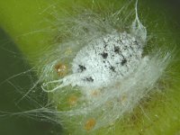 tailed-mealybug-banana (3)  Tailed mealybug on banana fruit