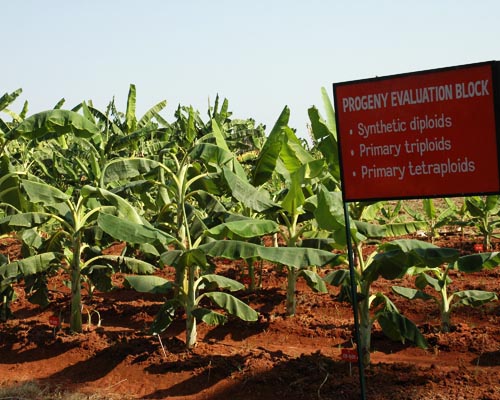 Progeny Block in Farm