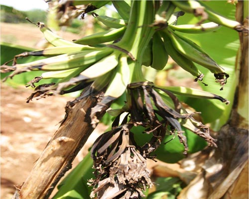 Salt susceptible cultivar Robusta - Salt stress affects finger development