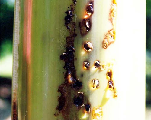 Banana stem weevil damage symptoms