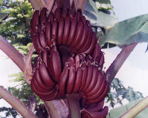 Red Banana