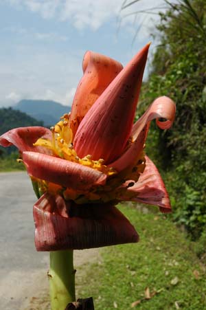 Musa rosaceae flower bud