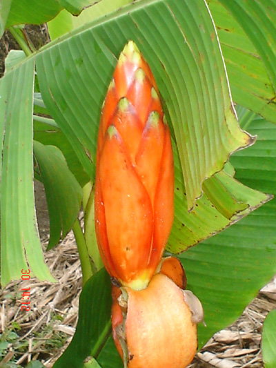 Musa coccinea (Callimusa)