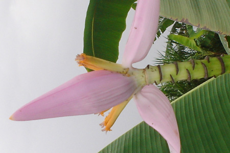 Musa ornata