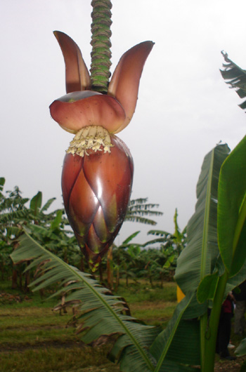 Musa textilis