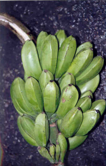 Musa sikkimensis- bunch