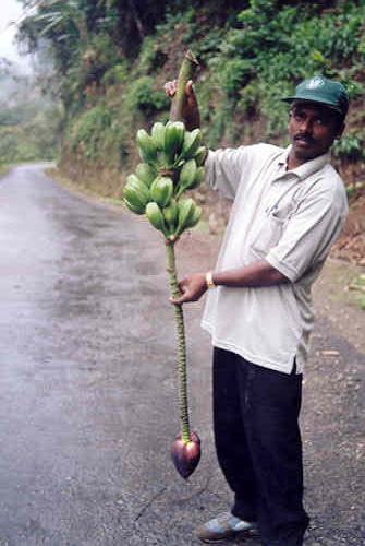 Musa sikkimensis