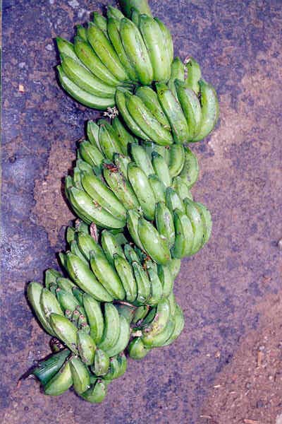 Musa ac. type Khungsong