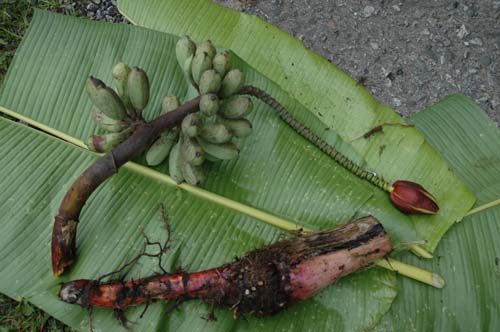 Musa itinerans - bunch